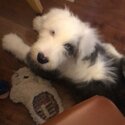 Old English Sheepdog pup-1