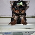 Cute and Adorable Yorkie Puppies for Adoption-1