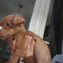 Dachshund chihuahua mixed breed, 3 months old puppy for sale-0