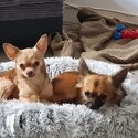 Two beautiful chihuahua brothers-0