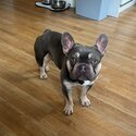 French bulldog for sale -0