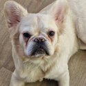 Fluffy frenchy full visual  kc  registered 8 months female -2