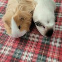 Guineau pigs-1