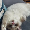 Urgent Pure Breed Ragdoll for sale-1