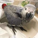 African Grey Parrots-1