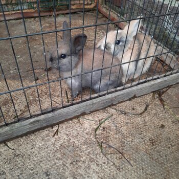 Rabbits for sale 