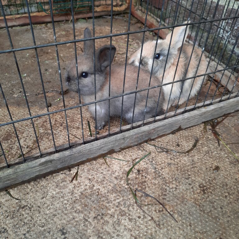 Rabbits for sale 