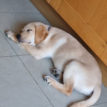 Puppy to rehome Labrador Charlie