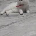 Beautiful Persian cat -1