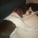 German short-haired x English pointer Cross rehoming-0