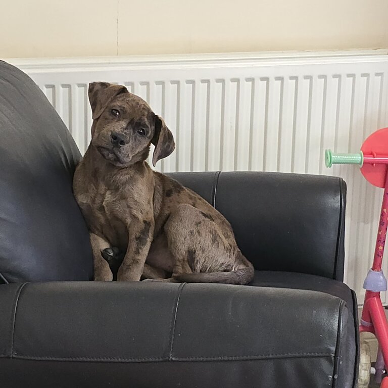 Layla, Labrador x English Bullldog, Female, 16 weeks 