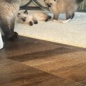 Ragdoll kittens-1