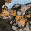 Minature smooth hair Dachshund puppies-1