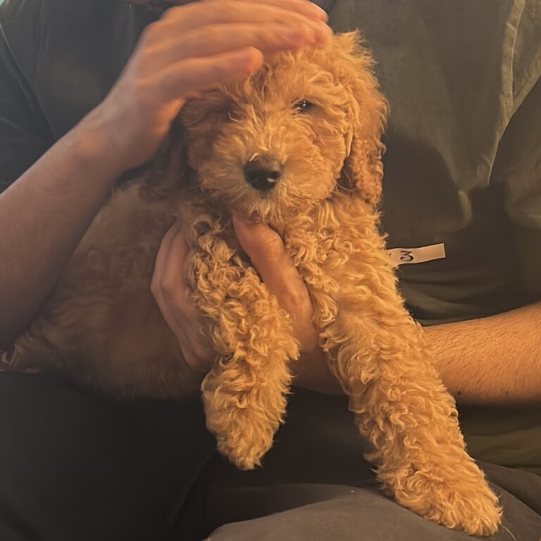 Puppy poodle 