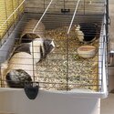 2 male bonded guinea pigs with full setup -4