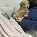 Toy poodle 10 weeks-4