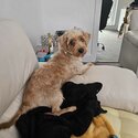 9 month old female Yorkiepoo -5