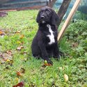 Beautiful labradoodle pups-5