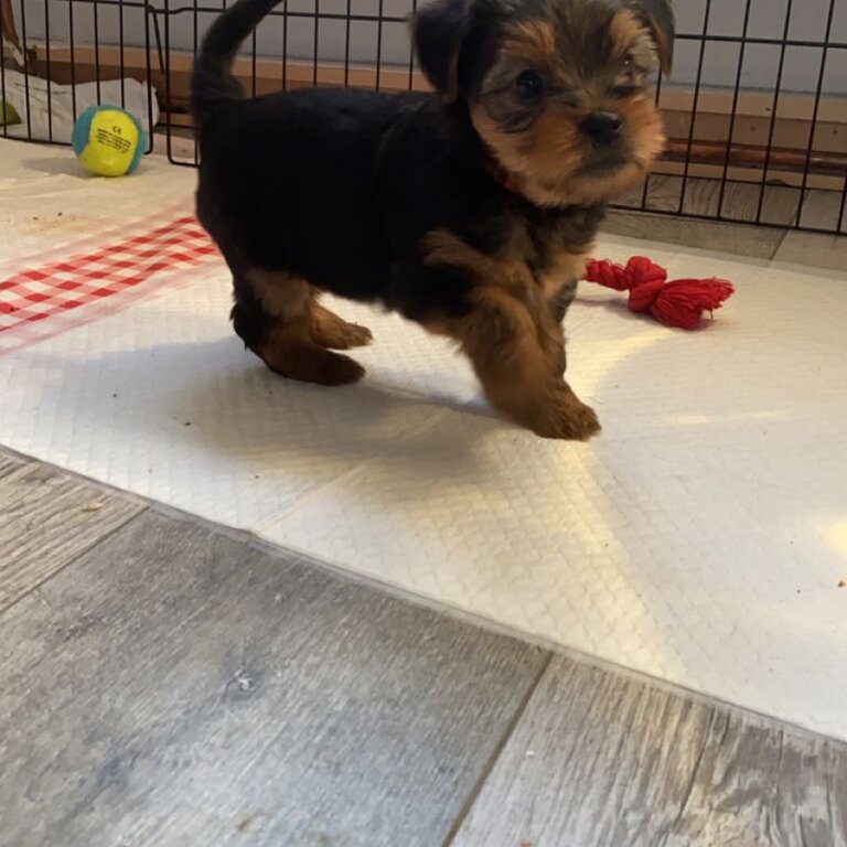 Yorkshire terrier puppies