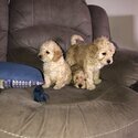 Cockapoo puppies -2