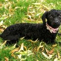 FRIENDLY, KIND AND PATIENT POODLE for £450-0