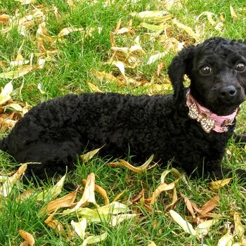 FRIENDLY, KIND AND PATIENT POODLE for £450