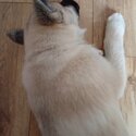 Beautiful Japanese Akita boy, rare colouring-4