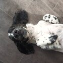 Pure bred female cocker spaniel pup -2