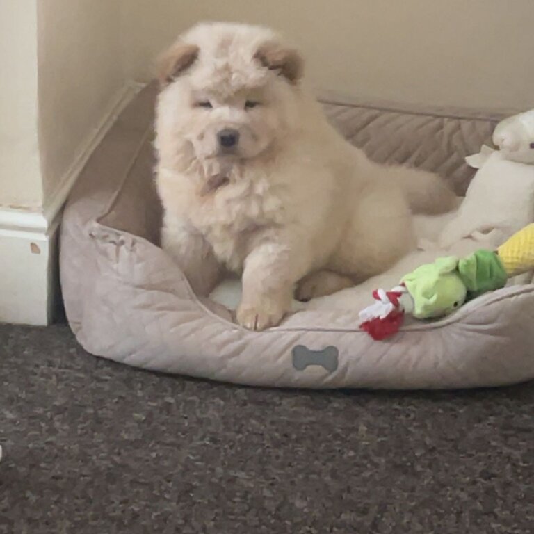 Gorgeous Chow Chow pup for sale 