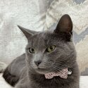 Russian blue -2