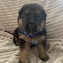 6 gorgeous German Shepard puppies-2