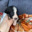 Beautiful Border collie puppies-2