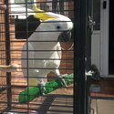 Cockatoo Including Cage-0