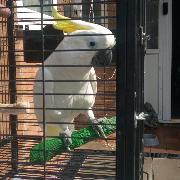 Cockatoo Including Cage