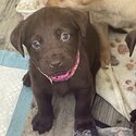 Gorgeous Labrador puppies for sale -1