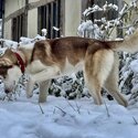 A stunning and loving Siberian Husky boy, Bear-3