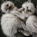 Ragdoll kittens-5