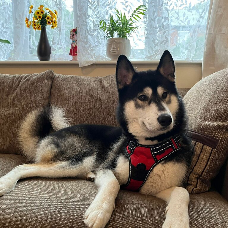 1 year old boy husky for sale 