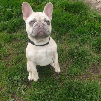 French bulldog 