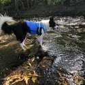 Border collie -1