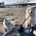 Beautiful Samoyed puppies for sale :)-2