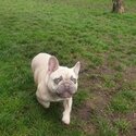 French bulldog -1