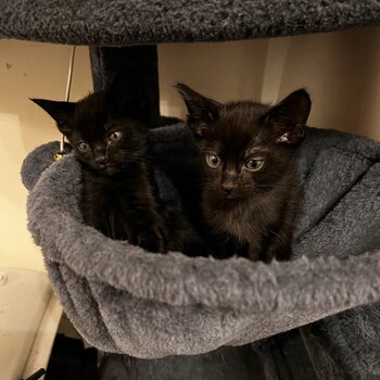 Scottish Fold kittens