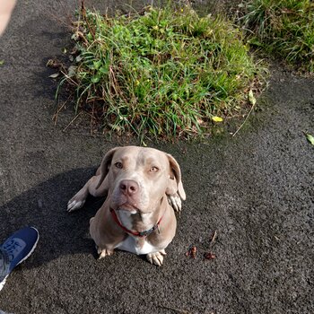 11 month old American bulldog cross Spaniel