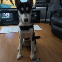 Siberian husky Male or sale fully vaccinated and wormed. Very friendly and great with other dogs -1