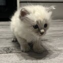 Ragdoll kittens -0