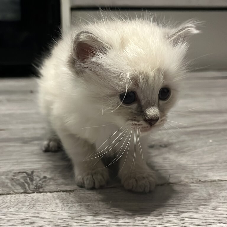 Ragdoll kittens 