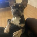 Beautiful blue tan 9 month old French bulldog-3