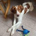 Cody, Brittany Spaniel, Needing Forever Home-5