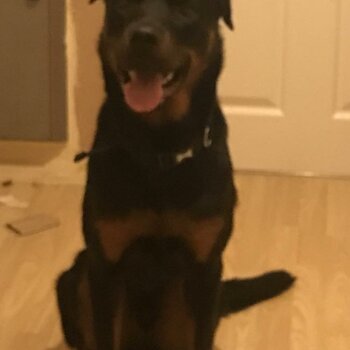 14 month old Rottweiler